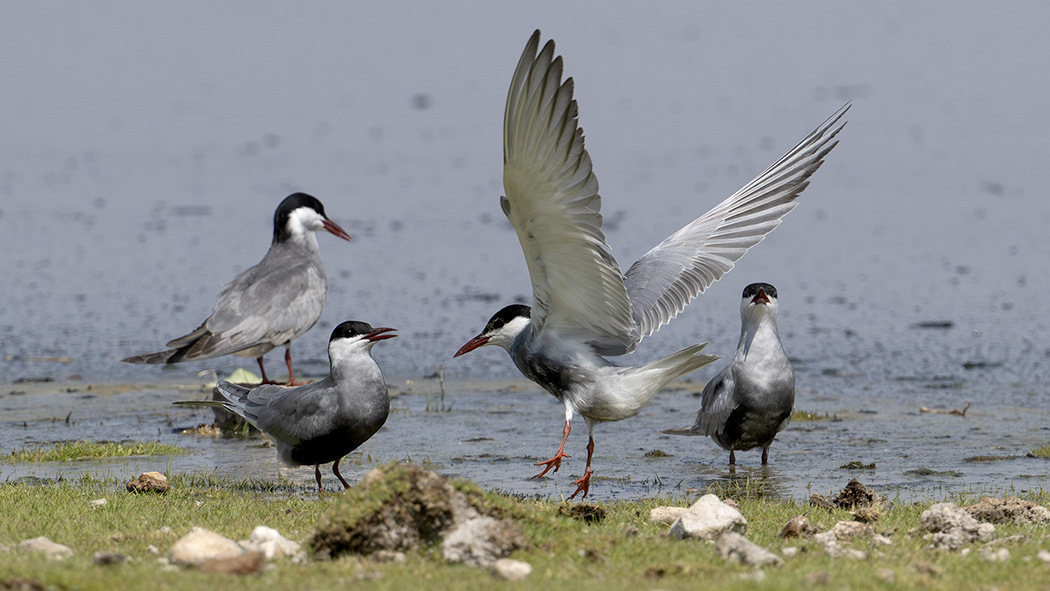 Whiskered Tern